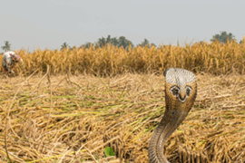 Speckled Cobra in a field near an agricultural worker, WHO