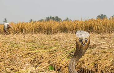 Speckled Cobra in a field near an agricultural worker, WHO
