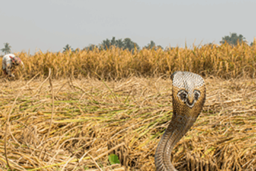 Speckled Cobra in a field near an agricultural worker, WHO