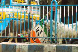 Cow chewing TMC flag, a roadside view in Kolkata