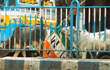 Cow chewing TMC flag, a roadside view in Kolkata