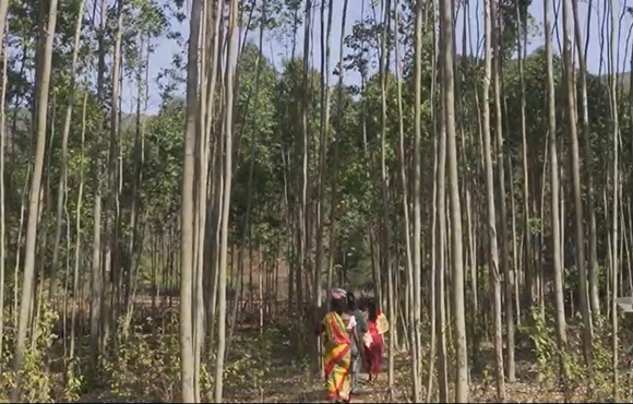 Tribal women and Sal trees in Kalahandi